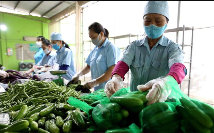 Hà Nội: Phấn đấu trên 70% sản phẩm nông nghiệp ứng dụng công nghệ cao vào năm 2030